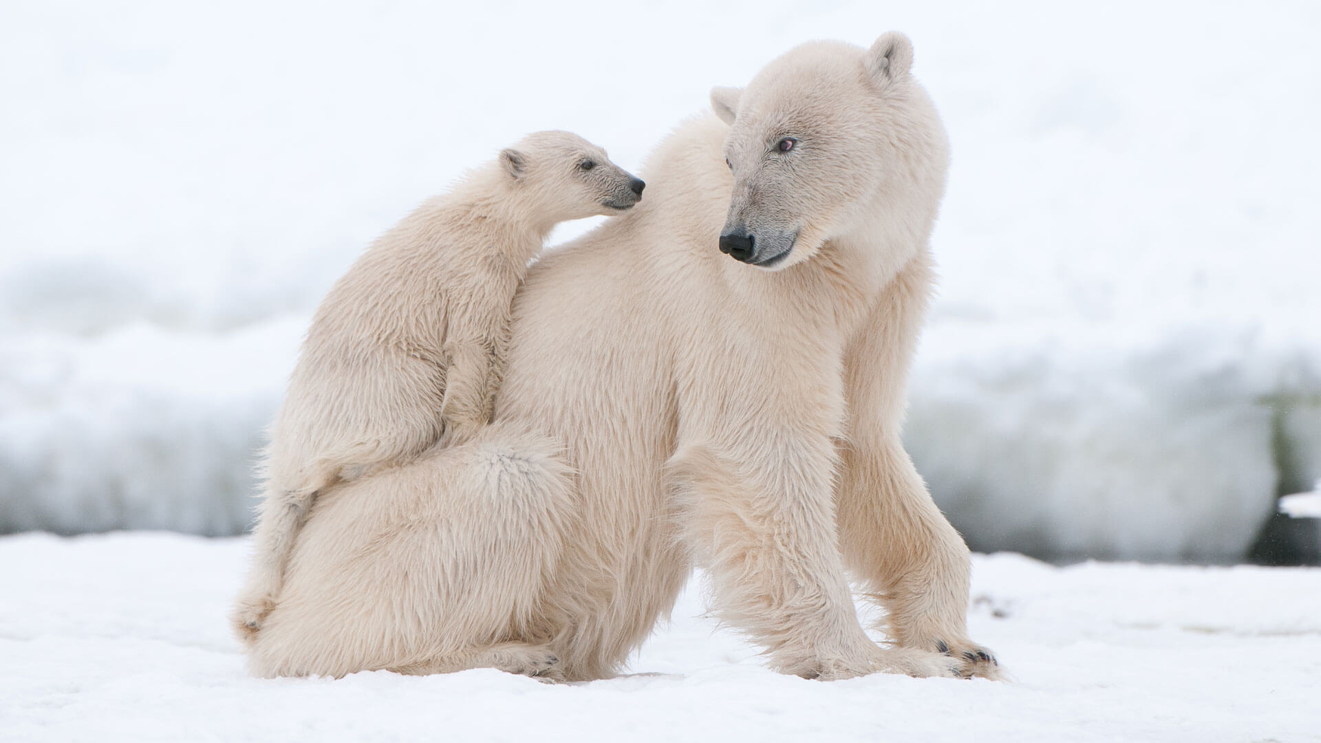 Exploring Canada's Arctic Jewel - Baffin Island & Iqaluit